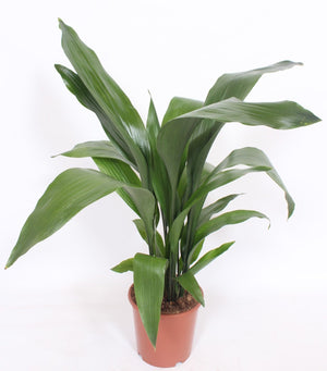 Cast Iron Plant (Aspidistra elatior) – 19cm Pot