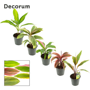 Mixed Cordyline Houseplant – 12cm Pot, 30cm High