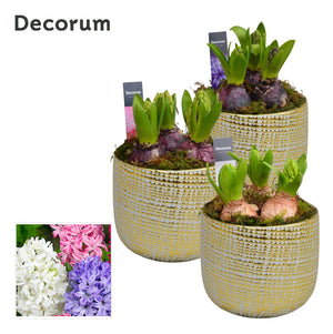 White and Gold Ornamental Plant Arrangement – 13cm Ceramic Pot