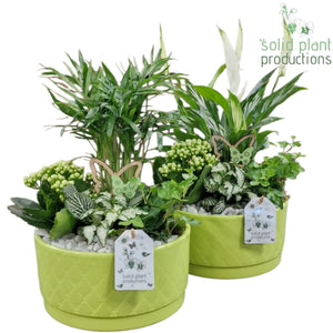 Loes Light Green Mixed Plant Arrangement – 18cm Pot
