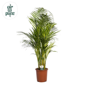 Areca Palm (Dypsis lutescens) – 24cm Pot, Approx. 110cm Tall