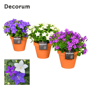 Mixed Campanula Garden Plant – 13cm Pot