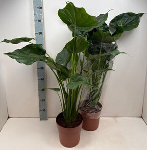 Alocasia Cucullata – 21cm Pot, Approx. 100cm Tall