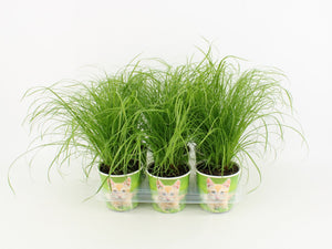 Dwarf Umbrella Palm (Cyperus alternifolius ‘Zumula’) – 12cm Pot