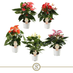 Mixed Anthurium Flowering Houseplant – 12cm Pot