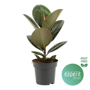 Rubber Plant (Ficus elastica) – 14cm Pot, 40cm High