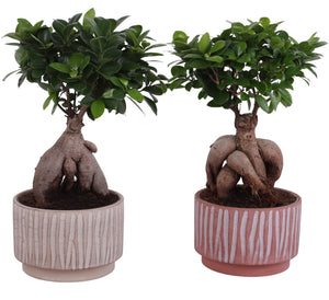 Ficus Ginseng Bonsai (Ficus microcarpa) – 20cm Ceramic Pot