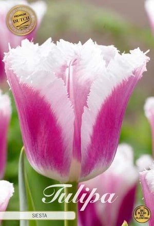 Fringed Tulip ‘Siesta’ Bulbs – 7 Bulbs
