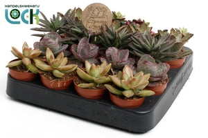 Mixed Succulent Collection – 5.5cm Pots