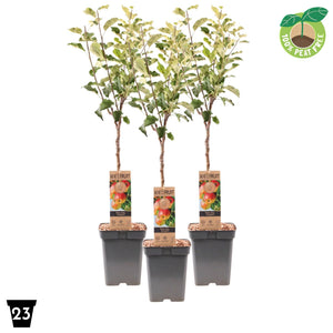 Jonagold Apple Tree (Malus domestica) – 23cm Pot