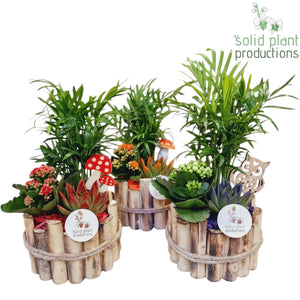 Autumn Plant Arrangement – 17cm Wooden Pot