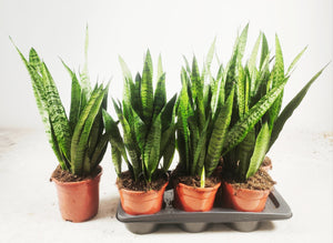 Sansevieria Zeylanica Snake Plant – 17cm Pot
