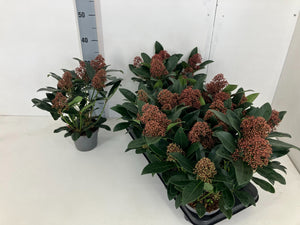 Skimmia japonica ‘Rubella’ – 13cm Pot