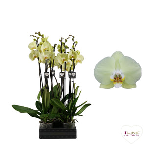 Golden Cheetah Phalaenopsis Orchid – 2 Stem, 12cm Pot