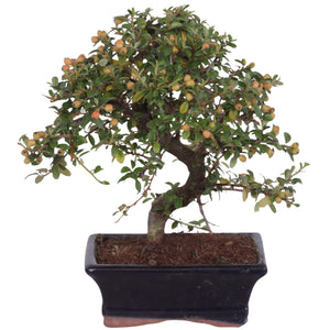 Outdoor Cotoneaster Bonsai – 15cm Ceramic Pot