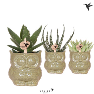 Mixed Succulent Arrangement in Green Owl Pot – 9cm