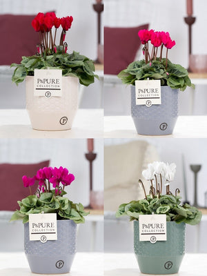 White Small-Flowered Cyclamen (Cyclamen persicum) – 14cm Pot