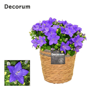 Blue Campanula ‘Napoli’ – 15cm Pot