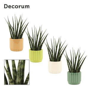 Sansevieria Fernwood ‘Lucy’ – 9cm Pot