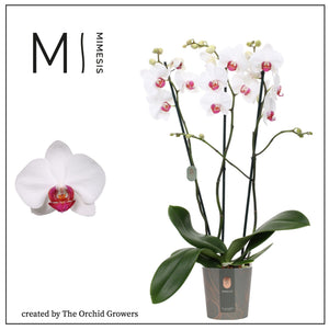 Red Phalaenopsis Orchid – 3 Stems, 12cm Pot