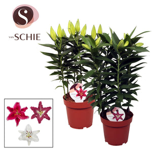 White Oriental Lily (Lilium) – 19cm Pot