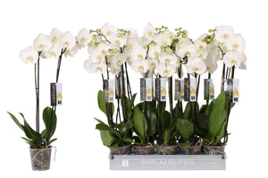 White Phalaenopsis Orchid – 12cm Pot, 70cm Tall