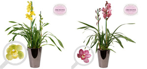 Mixed Cymbidium Orchid – 3 Stems, 17cm Bronze Ceramic Pot