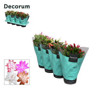 Mixed Schlumbergera Christmas Cactus – 13cm Pot