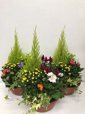 Large Indoor Plant Arrangement – 33cm Ornamental Pot