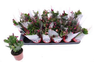 Christmas Cactus (Schlumbergera) – 9cm Pot