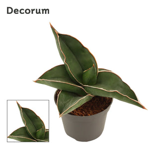 Samurai Snake Plant (Sansevieria) – 6cm Pot