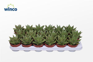 Echeveria ‘Lipstick’ Succulent – 8.5cm Pot
