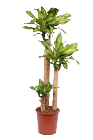 Dracaena Massangeana ‘Corn Plant’ – 27cm Pot, 140cm