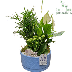 Blue Ceramic Plant Arrangement – 18cm Pot