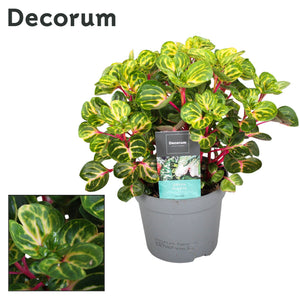 Iresine Herbstii ‘Funny Gold’ – 13cm Pot