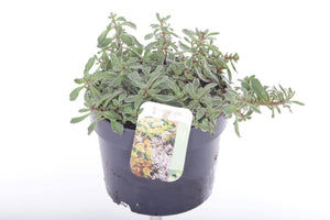 Tricolour Sedum (Sedum sp.) – 17cm Pot