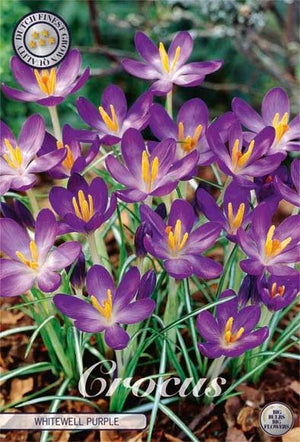 Crocus chrysanthus ‘Whitewell Purple’ Flower Bulbs – Pack of 15