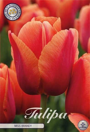 Tulipa ‘Miss Brandy’ Darwin Hybrid Tulip Bulbs – 7 Bulbs