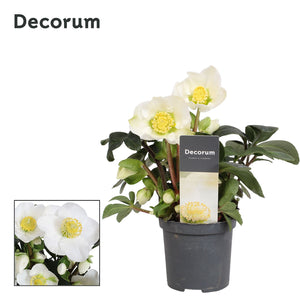 Christmas Carol Hellebore (Helleborus) – 7cm Pot