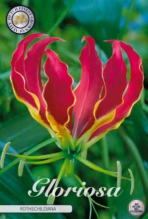 Gloriosa Rothschildiana Climbing Lily Bulb – 15/20