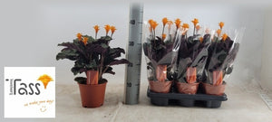 Orange Calathea Crocata – 14cm Pot, 35cm Height