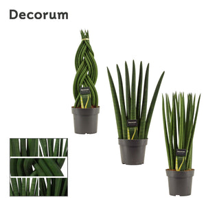Snake Plant (Sansevieria trifasciata) – 14cm Pot