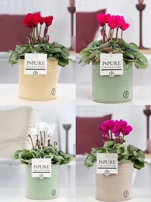 White Small-Flowered Cyclamen (Cyclamen persicum) – 14cm Pot