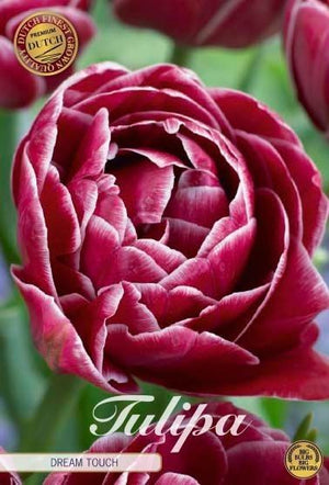 Tulipa ‘Dream Touch’ Double Late Tulip Bulbs – 7 Bulbs