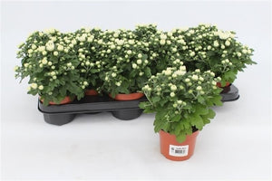 White Chrysanthemum – 10.5cm Pot