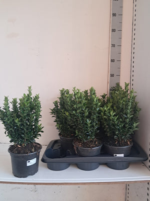 Euonymus japonicus 'Green Spire' – 17cm Pot