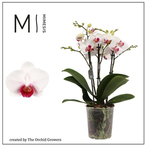 White Phalaenopsis Orchid ‘Safe Haven’ – 2 Stem, 12cm Pot