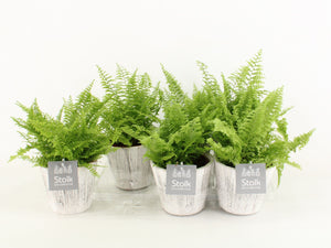 Boston Fern (Nephrolepis exaltata) – 13cm Pot