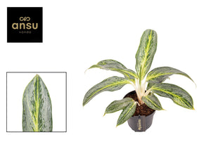 Aglaonema 'Emerald Stone' – 12cm Pot