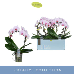 Pink Phalaenopsis Orchid – 2 Stem, 12cm Pot